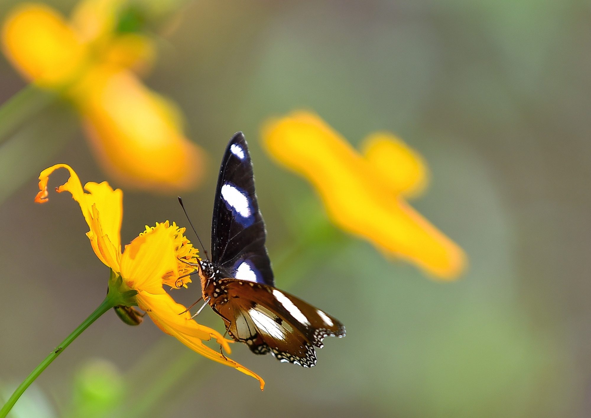Mit Uni. – ChẠm VÀo NhỮng KhoẢnh Xanh (6)