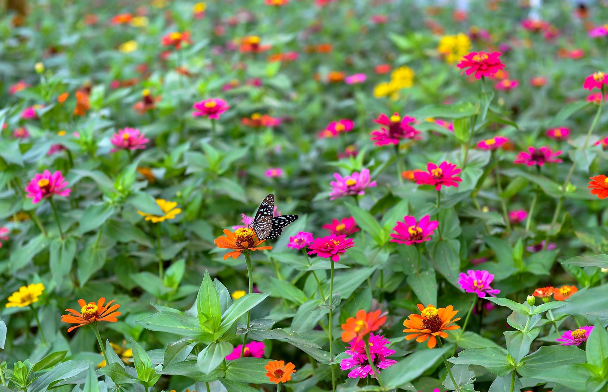 Mit Uni. – ChẠm VÀo NhỮng KhoẢnh Xanh (8)